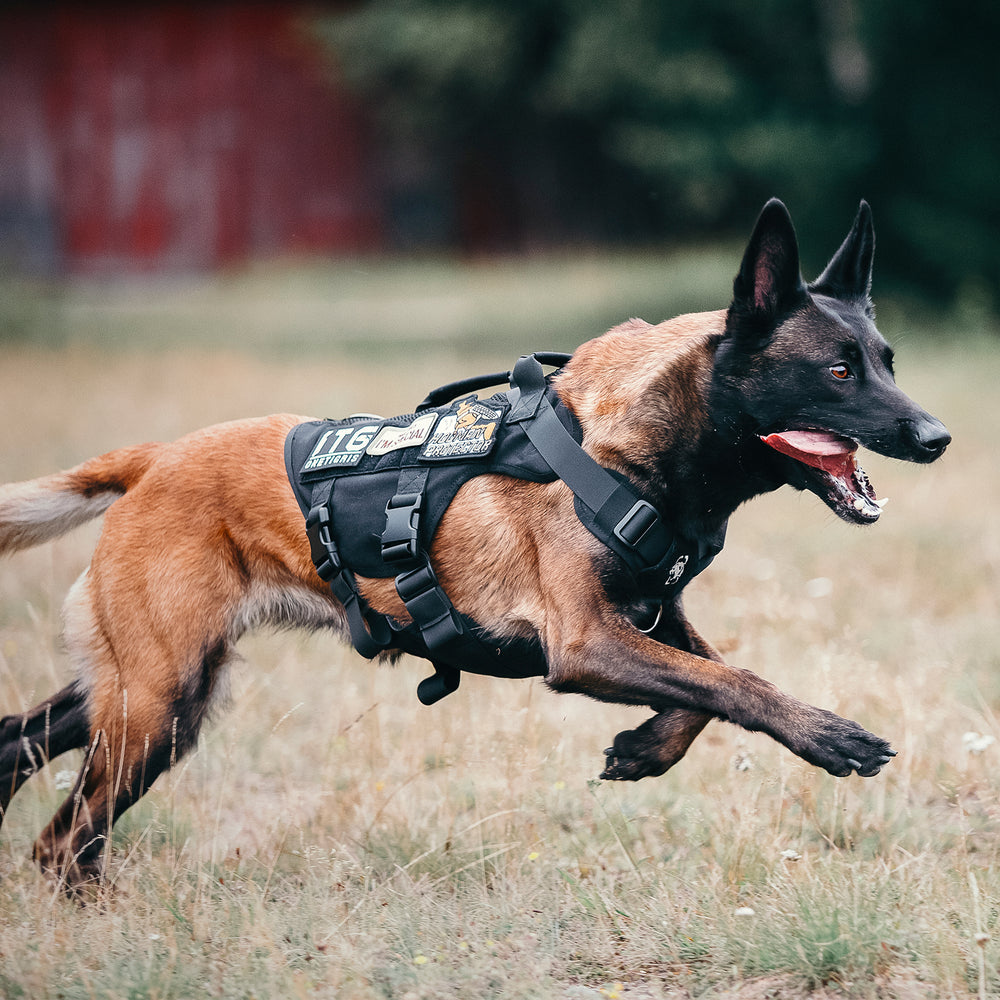 ONETIGRIS - AIRE Mesh Dog Harness