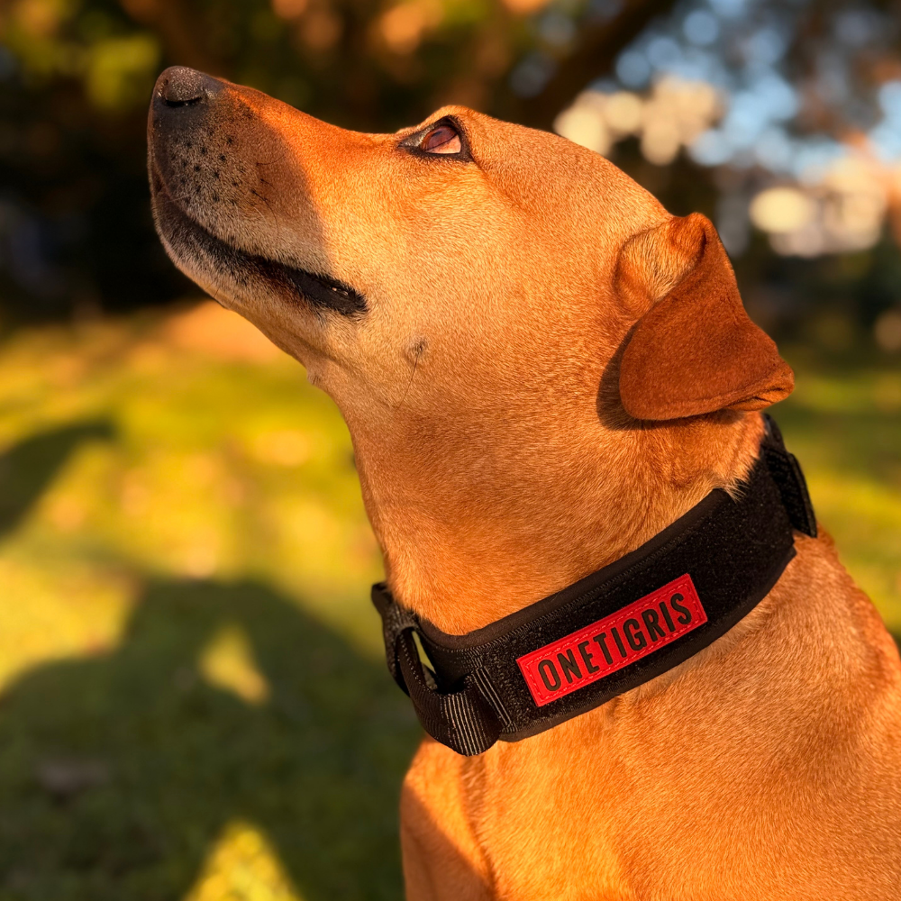 ONETIGRIS - Dog Collar 08